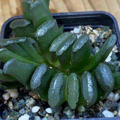 SH36952 Haworthia truncata