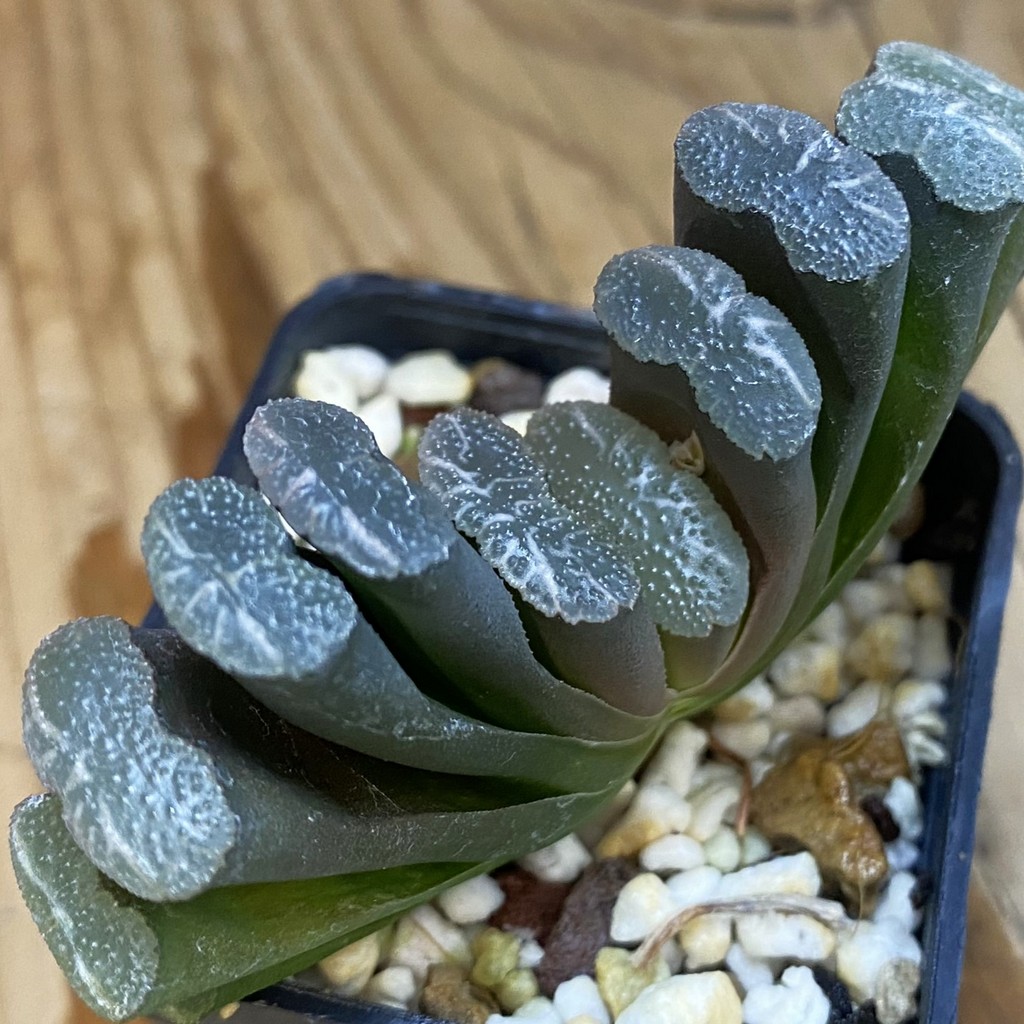 SH36953 Haworthia truncata -Japan-