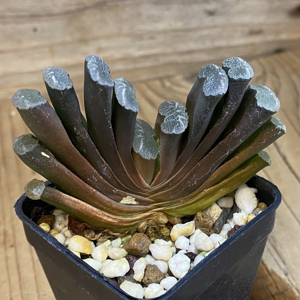 SH36953 Haworthia truncata -Japan- – Bild 2