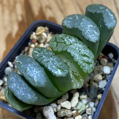 SH36954 Haworthia truncata ‘Black Fan Wutai Jade’