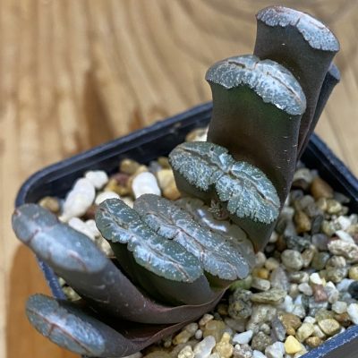 SH36955 Haworthia truncata 'Xuanwu Jade Fan'