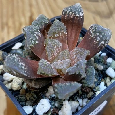 SH36956 Haworthia 'Gorbi' hybrid F2