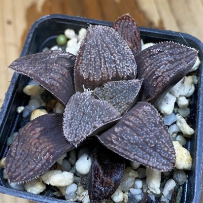 SH36957 Haworthia splendens x ‘Pink Beauty’
