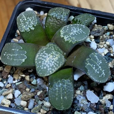 SH36958 Haworthia groenewaldii