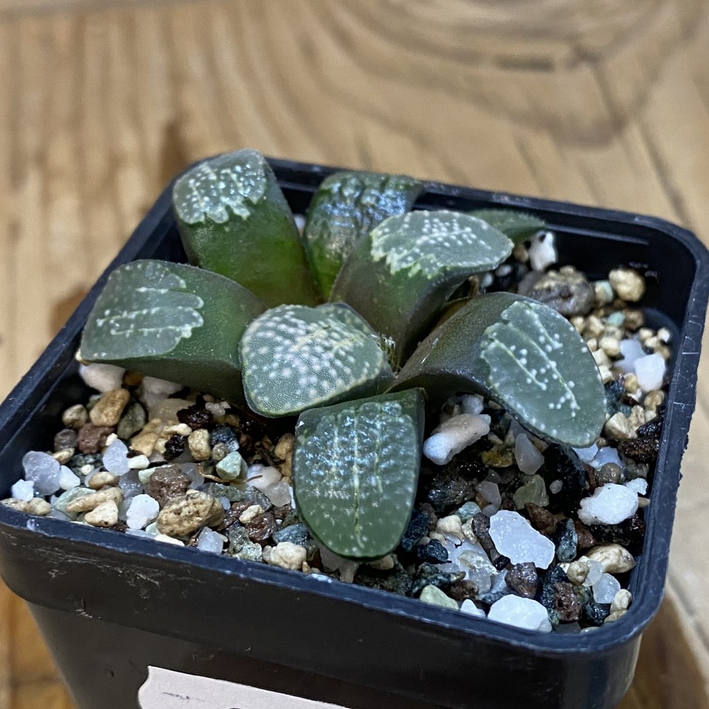 SH36958 Haworthia groenewaldii – Bild 2