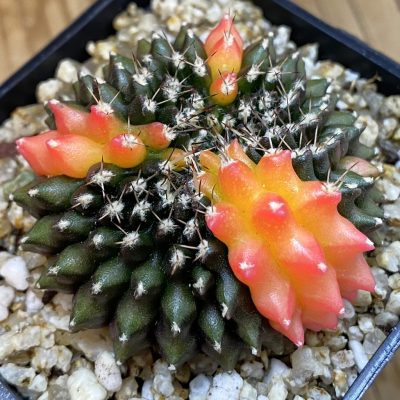 SH36886 Gymnocalycium mihanovichii ‘inermis’ f. variegata