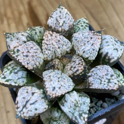 SH36959 Haworthia picta 'Pandora'