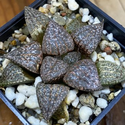 SH36960 Haworthia picta -Japan-