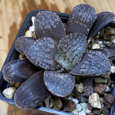 SH36961 Haworthia 'Mordor'