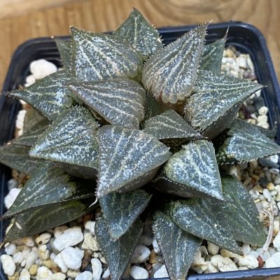 SH36962 Haworthia splendens hybrid, 10 years old