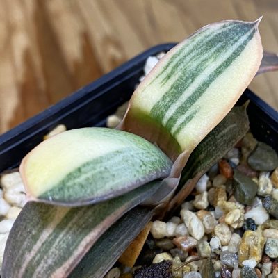SH36963 Gasteria glomerata hybrid f. variegata, seedling