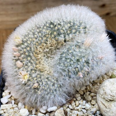 SH36964 Mammillaria albicoma f. cristata