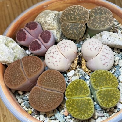 SH36965 Lithops mix