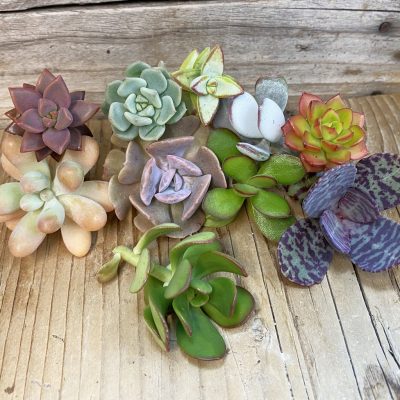 SH36966 Succulents mix, cuted