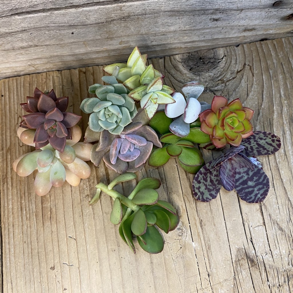 SH36966 Succulents mix, cuted - Image 2