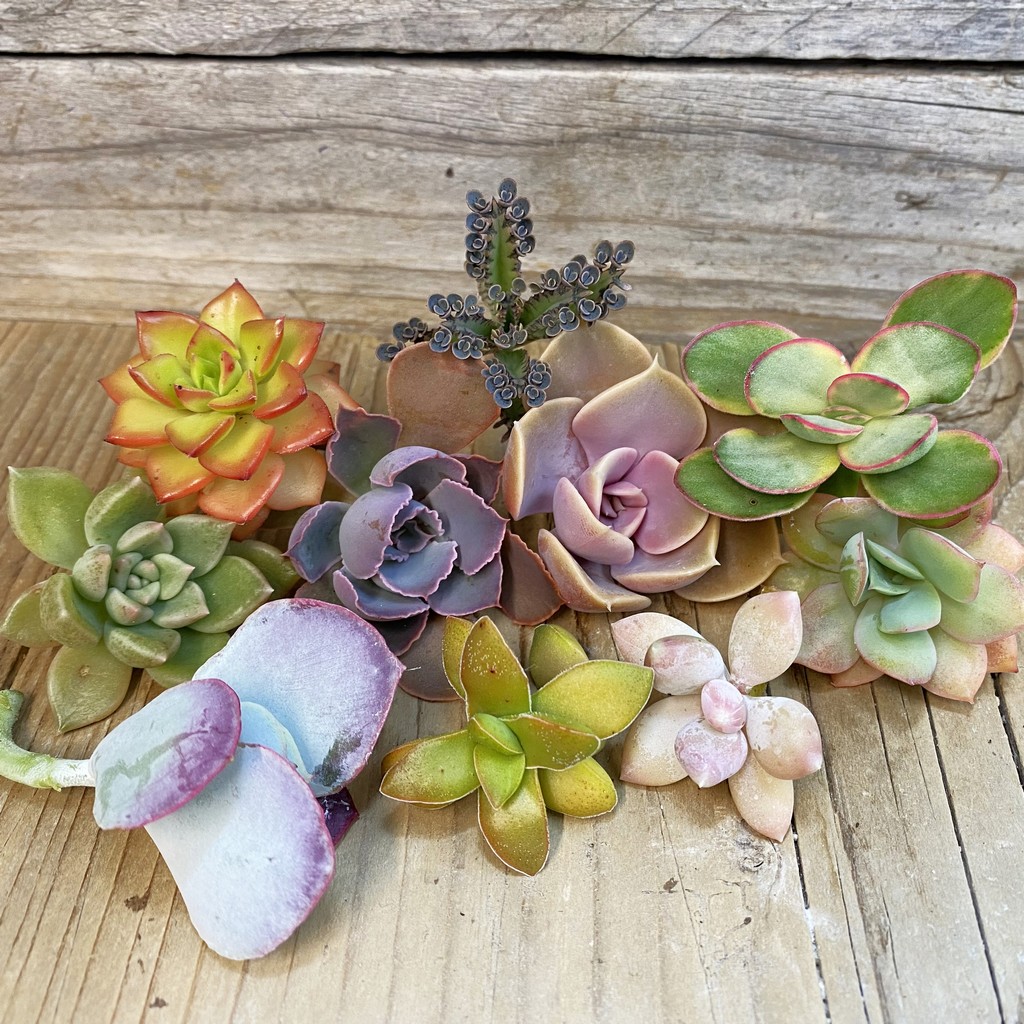 SH36967 Succulents mix, cuted