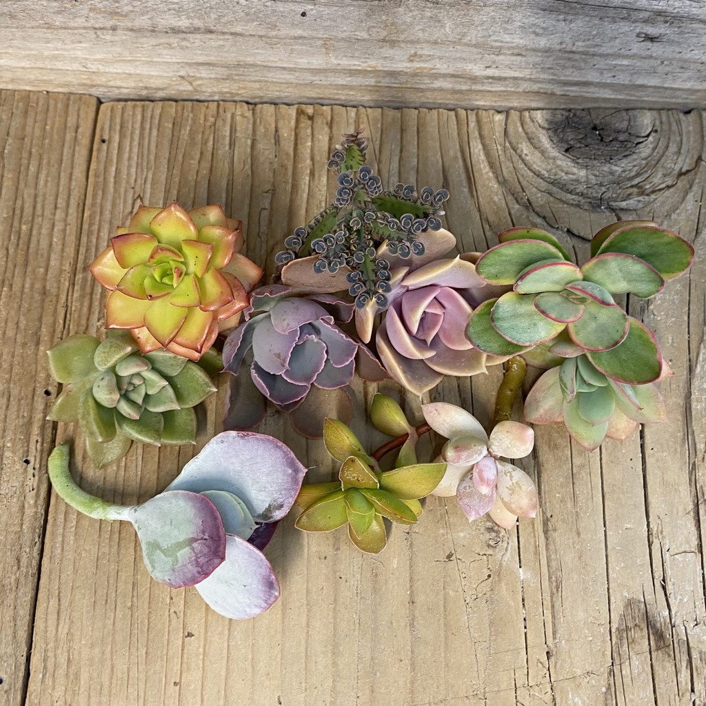 SH36967 Succulents mix, cuted - Image 2