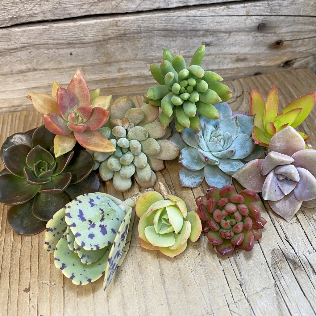 SH36968 Succulents mix, cuted