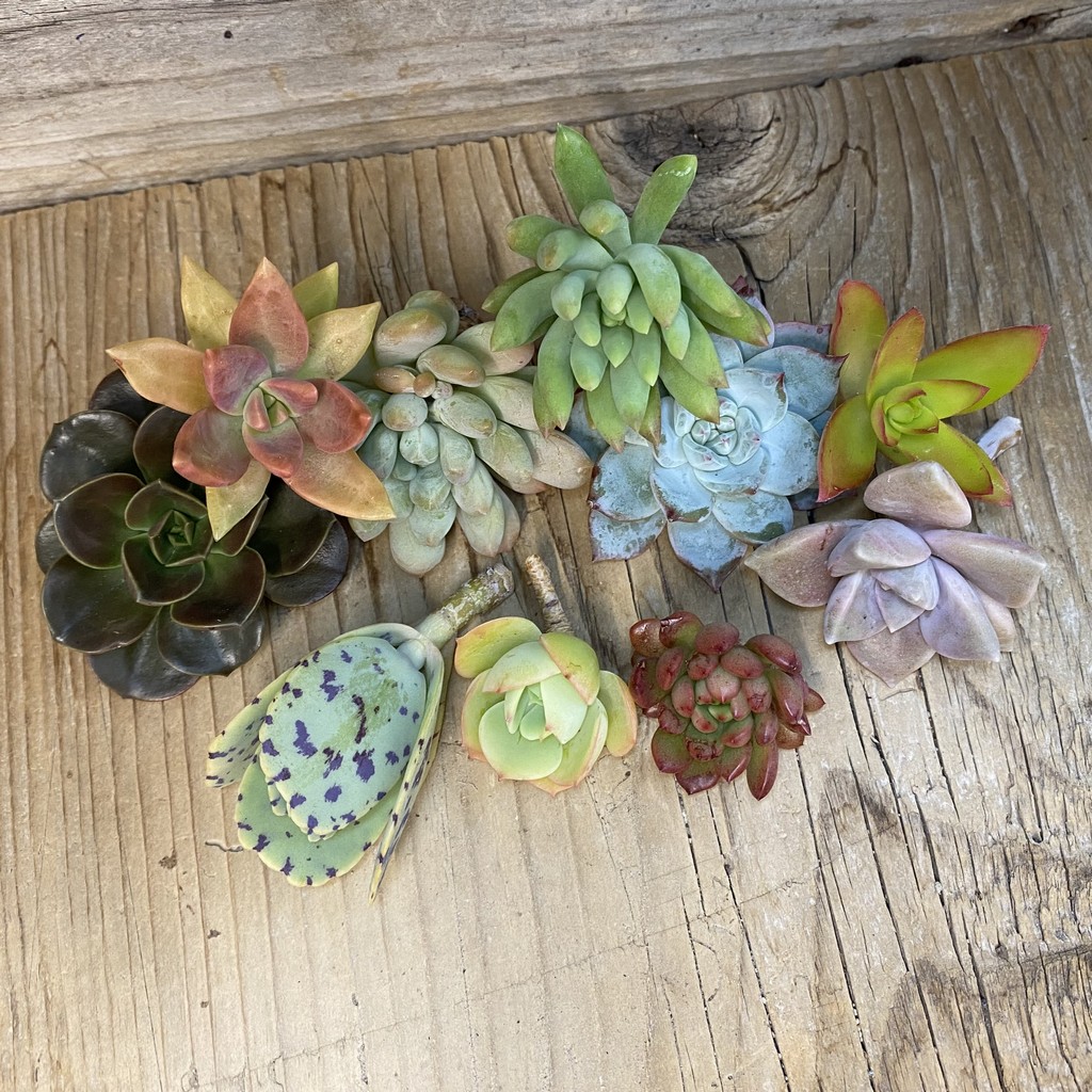 SH36968 Succulents mix, cuted - Image 2