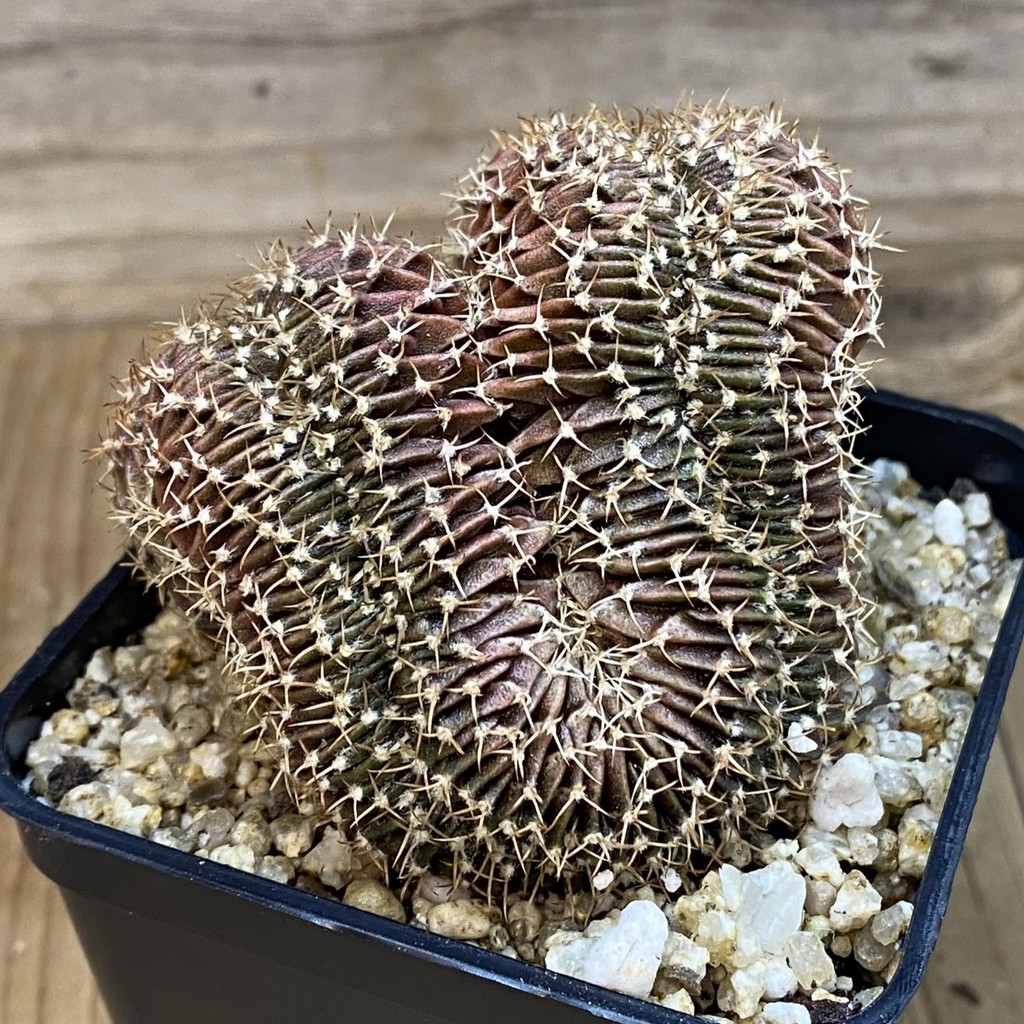 SH36879 Gymnocalycium mihanovichii f. cristata – Bild 2