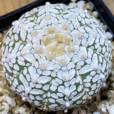 SH36888 Astrophytum asterias ‘Super Kabuto’ V-type