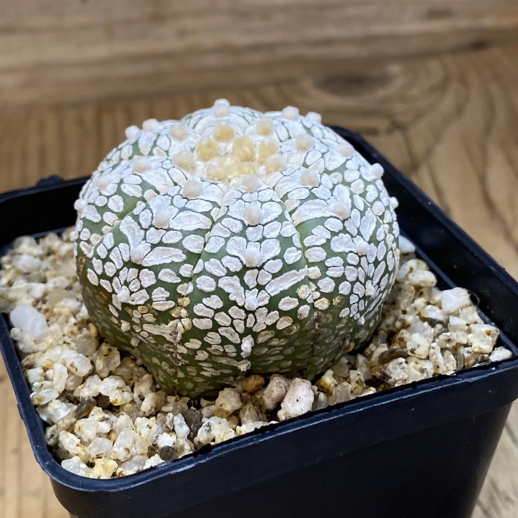 SH36888 Astrophytum asterias ‘Super Kabuto’ V-type - Image 2
