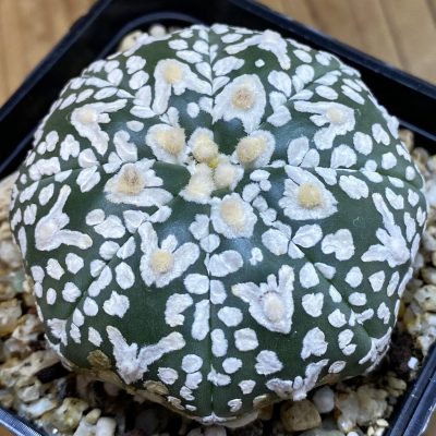 SH36889 Astrophytum asterias ‘Super Kabuto’ V-type f. nudum