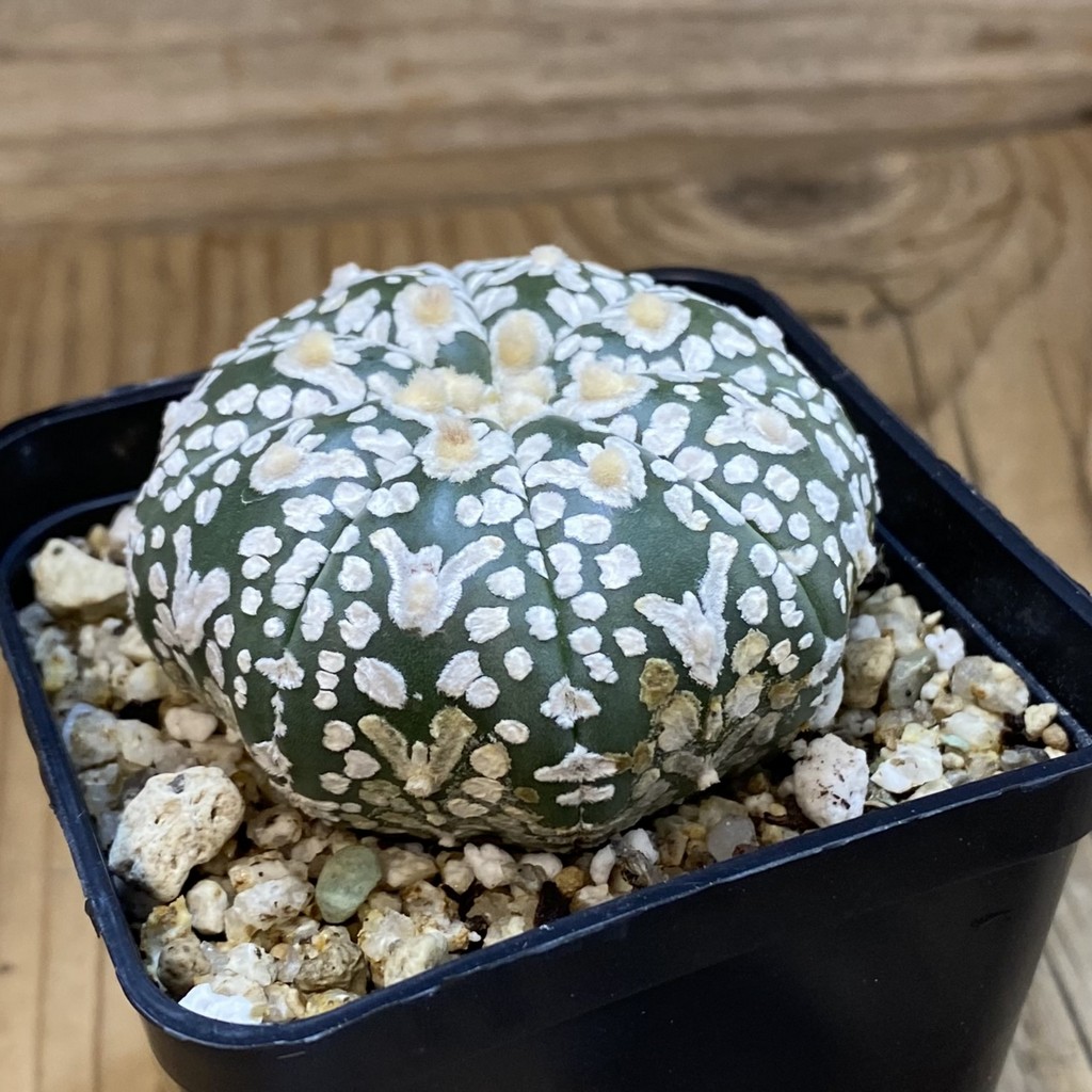 SH36889 Astrophytum asterias ‘Super Kabuto’ V-type f. nudum - Image 2