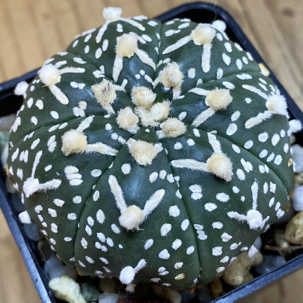 SH36890 Astrophytum asterias ‘Super Kabuto’ V-type f. nudum