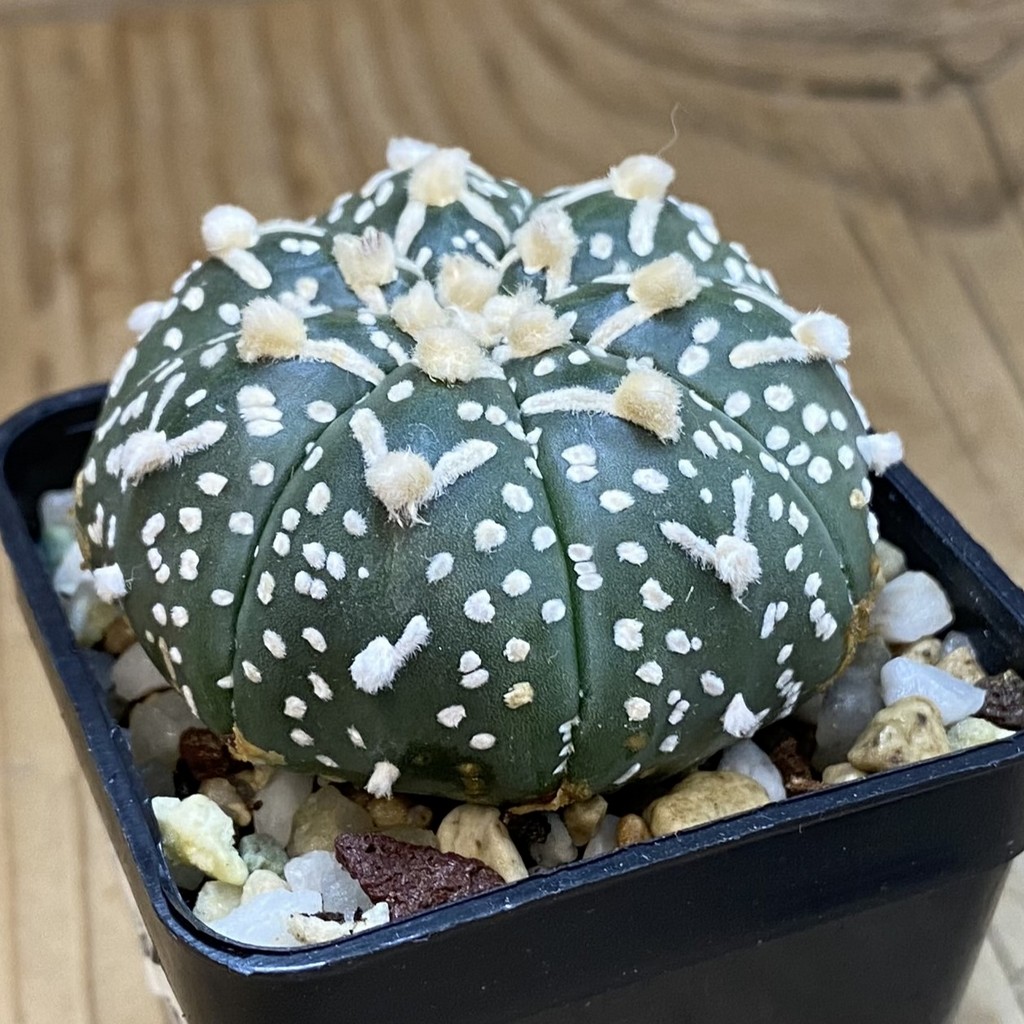 SH36890 Astrophytum asterias ‘Super Kabuto’ V-type f. nudum - Image 2