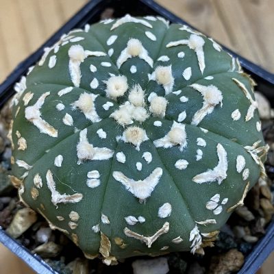 SH36892 Astrophytum asterias ‘Super Kabuto’ V-type f. nudum