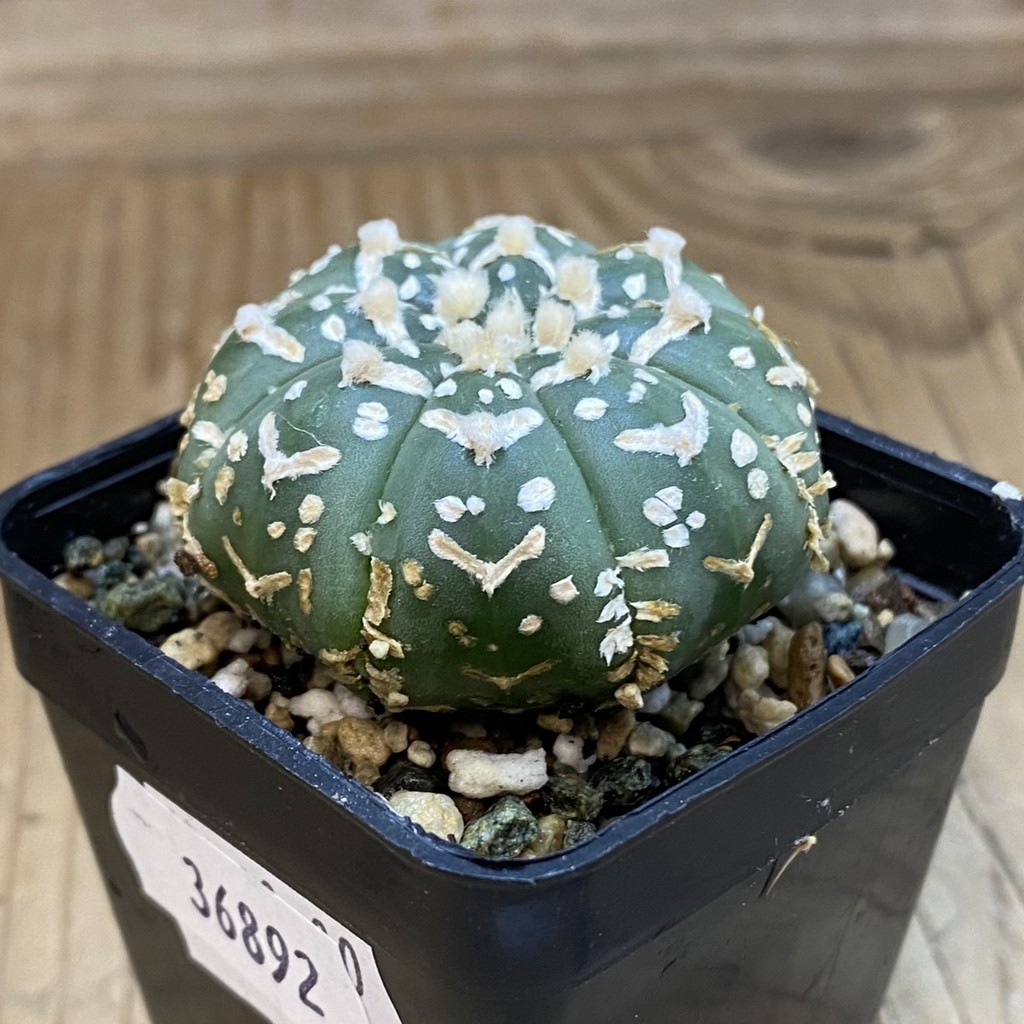 SH36892 Astrophytum asterias ‘Super Kabuto’ V-type f. nudum - Image 2