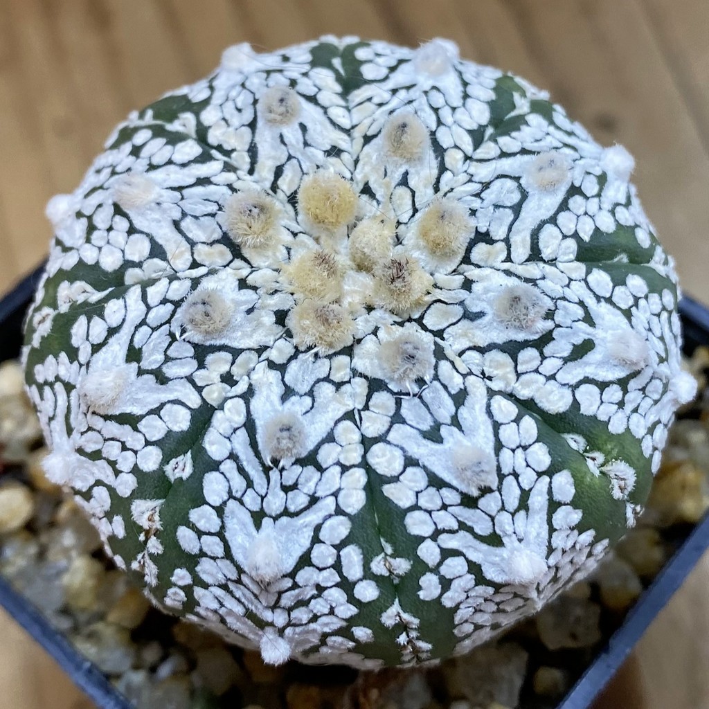 SH36893 Astrophytum asterias ‘Super Kabuto’ V-type
