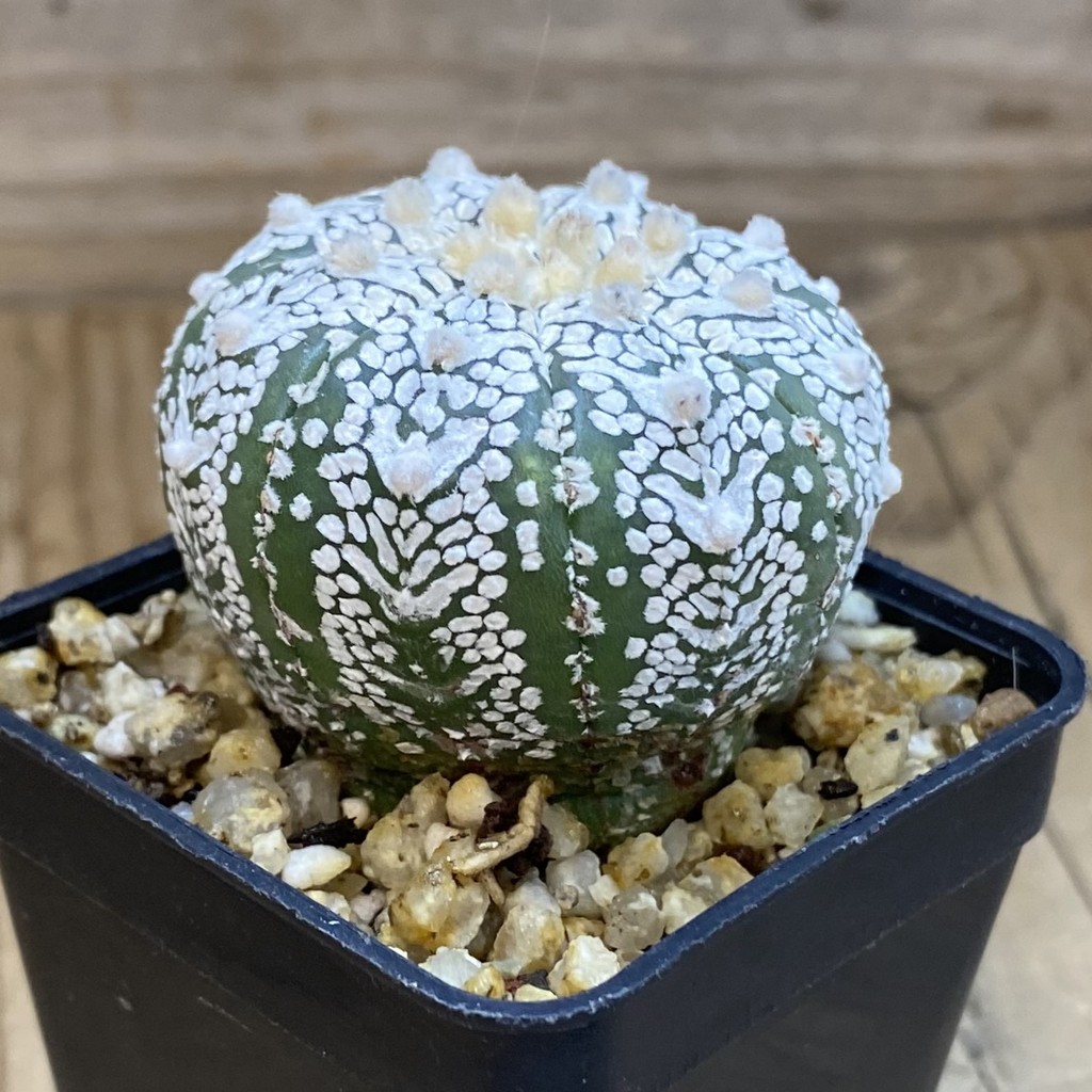 SH36893 Astrophytum asterias ‘Super Kabuto’ V-type - Image 2