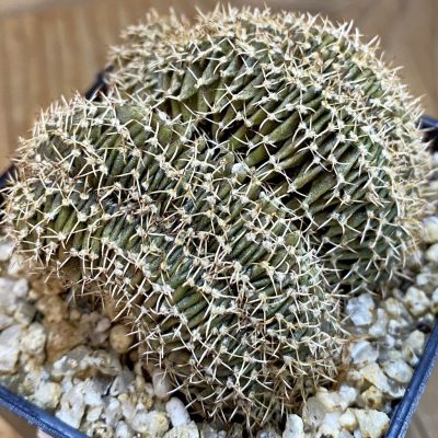 SH36880 Gymnocalycium mihanovichii f. cristata