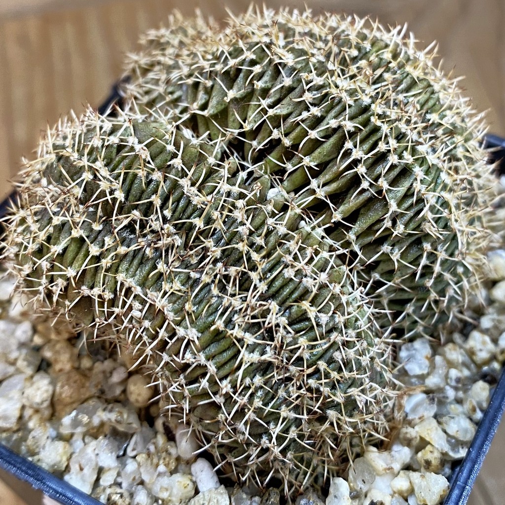 SH36880 Gymnocalycium mihanovichii f. cristata