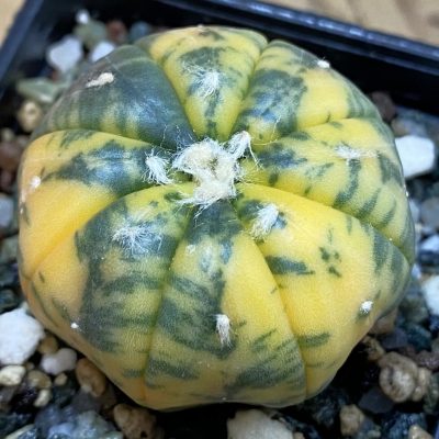 SH36894 Astrophytum asterias ‘Red Purple Skin’ f. variegata