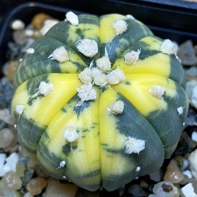 SH36895 Astrophytum asterias f. variegata