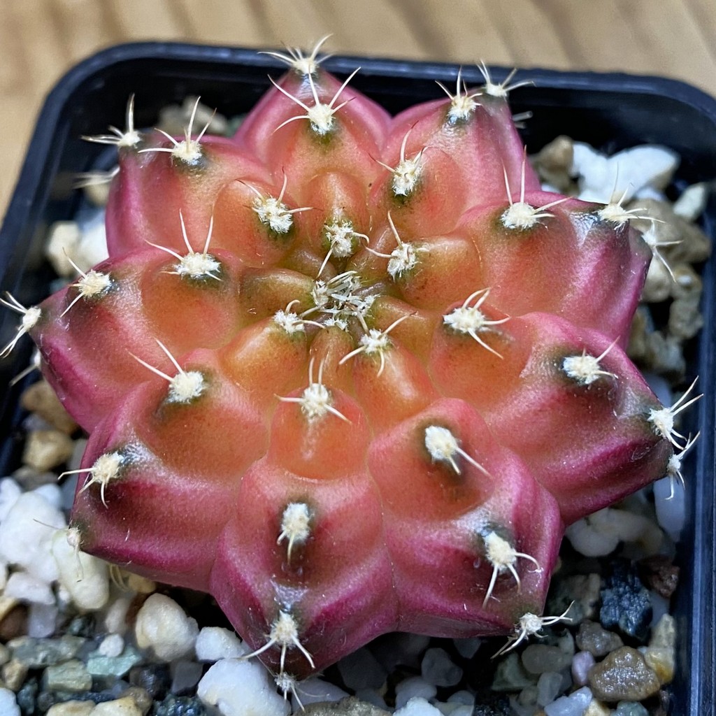 SH36896 Gymnocalycium mihanovichii ‘Neon’ hybrid, seedling
