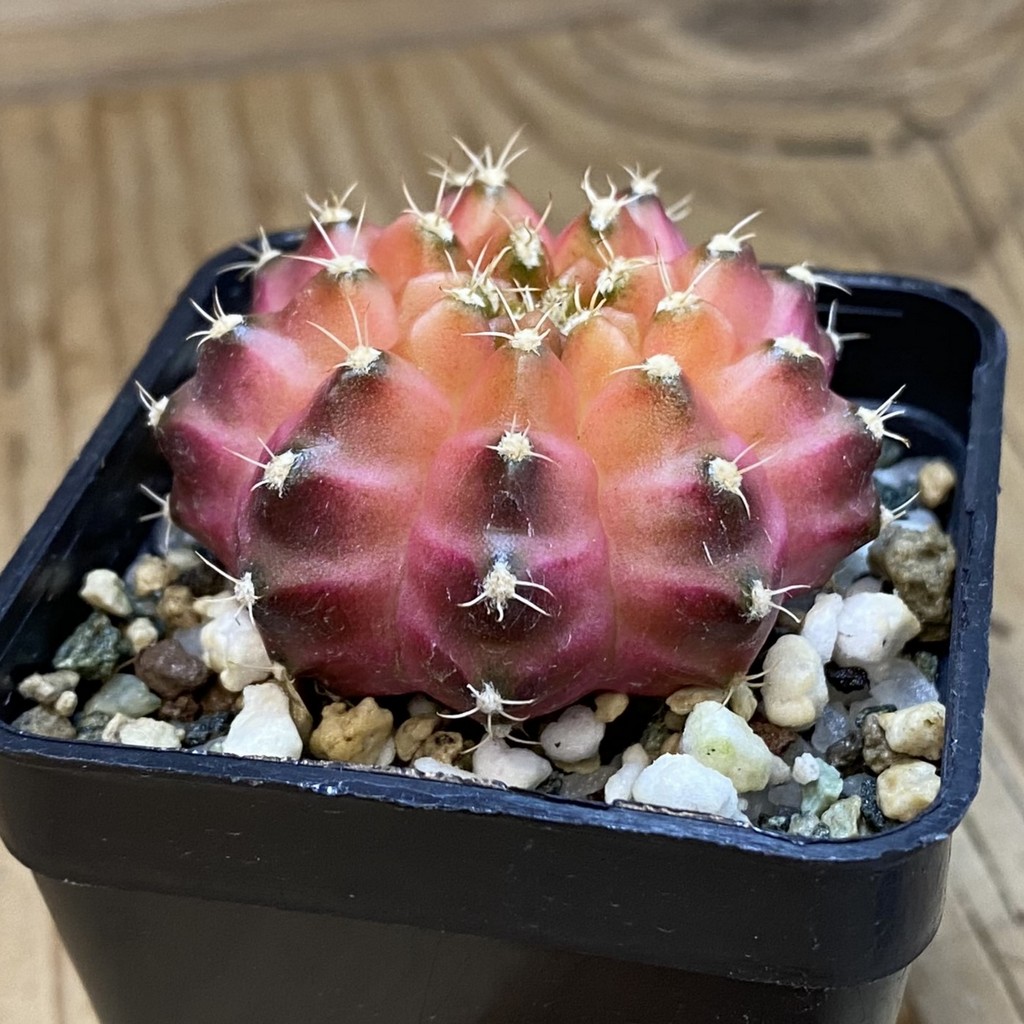 SH36896 Gymnocalycium mihanovichii ‘Neon’ hybrid, seedling – Bild 2
