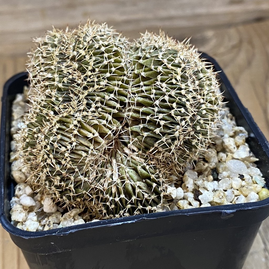 SH36880 Gymnocalycium mihanovichii f. cristata – Bild 2