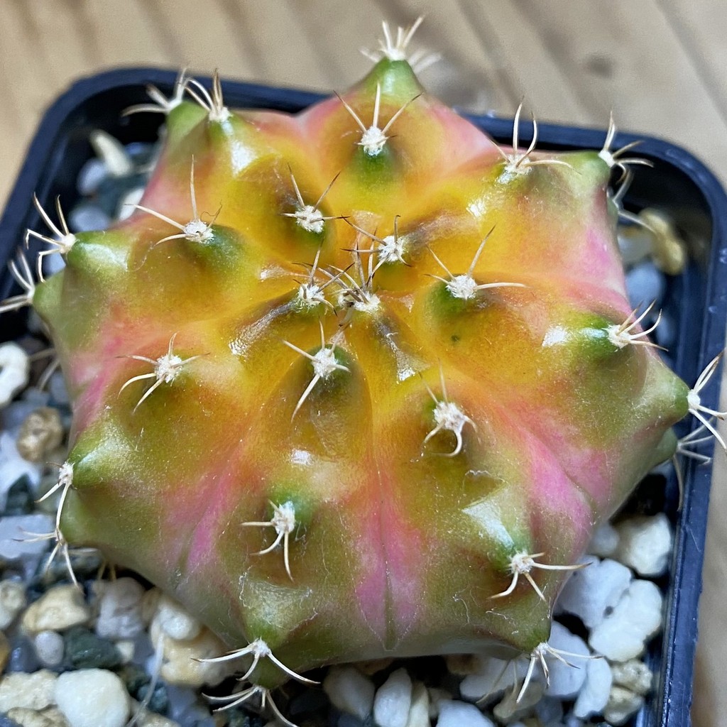 SH36897 Gymnocalycium mihanovichii ‘Neon’ hybrid, seedling