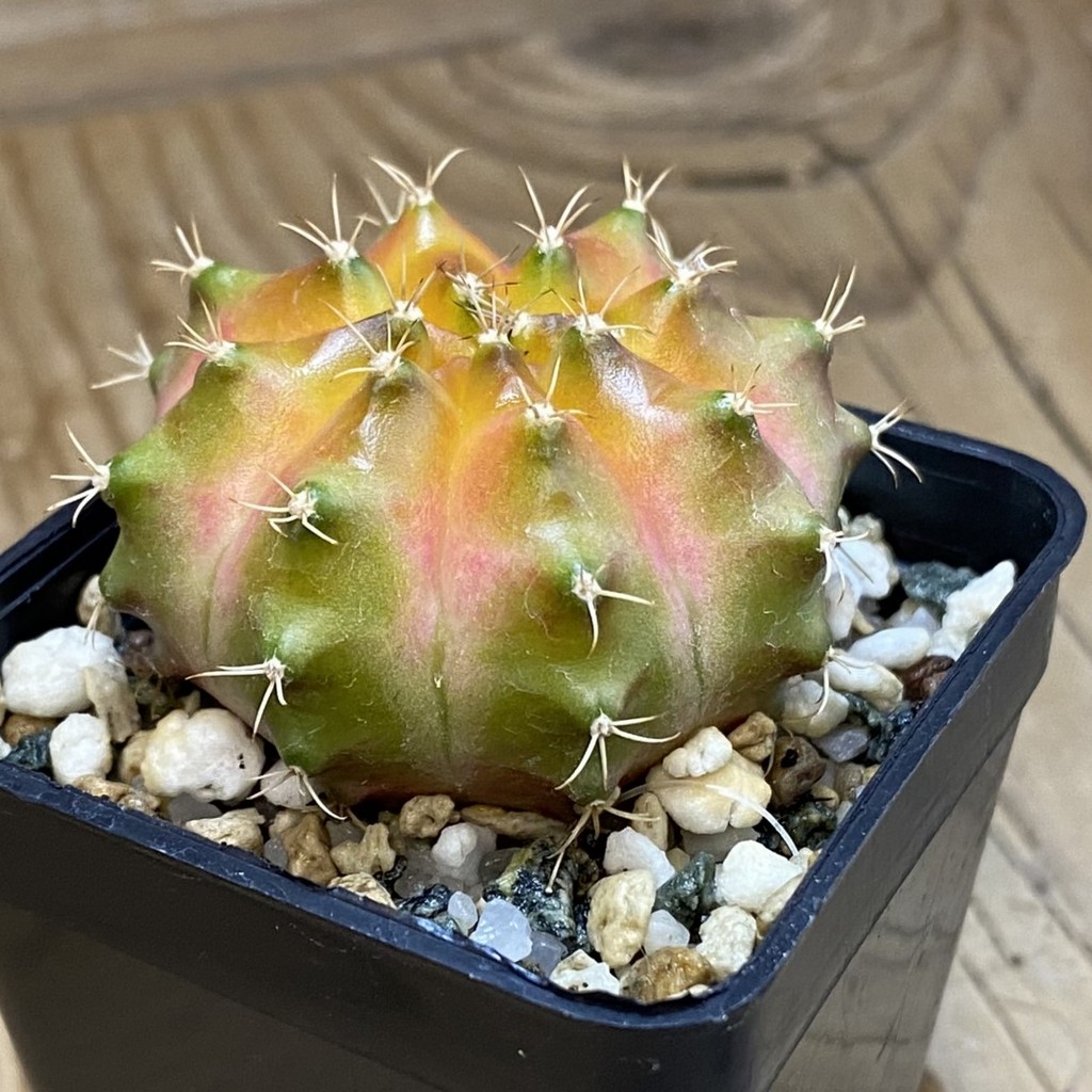 SH36897 Gymnocalycium mihanovichii ‘Neon’ hybrid, seedling – Bild 2