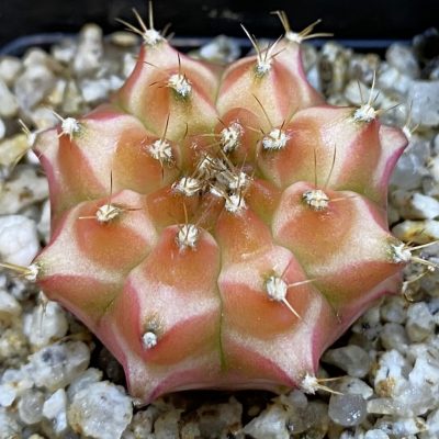 SH36898 Gymnocalycium mihanovichii ‘Neon’ hybrid, seedling