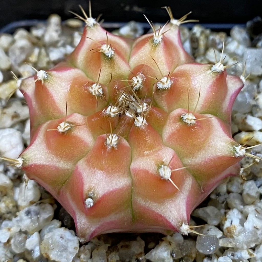 SH36898 Gymnocalycium mihanovichii ‘Neon’ hybrid, seedling
