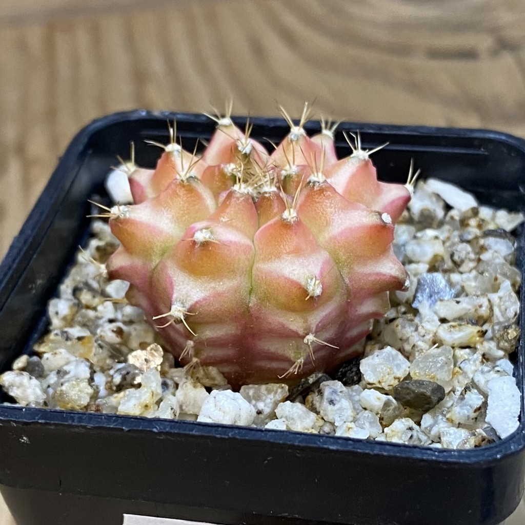 SH36898 Gymnocalycium mihanovichii ‘Neon’ hybrid, seedling – Bild 2