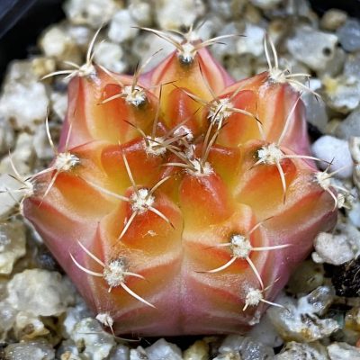 SH36899 Gymnocalycium mihanovichii ‘Neon’ hybrid, seedling