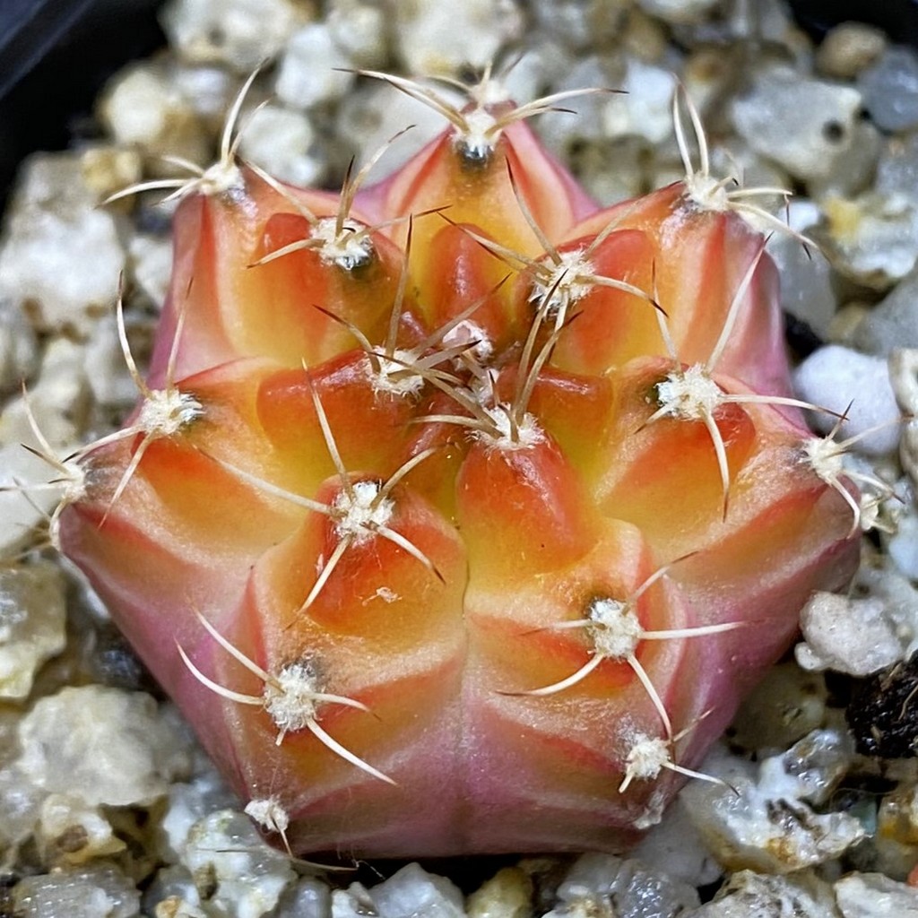 SH36899 Gymnocalycium mihanovichii ‘Neon’ hybrid, seedling