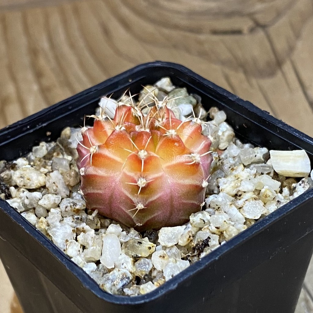 SH36899 Gymnocalycium mihanovichii ‘Neon’ hybrid, seedling – Bild 2