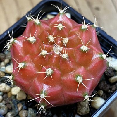 SH36900 Gymnocalycium mihanovichii ‘Neon’ hybrid, seedling